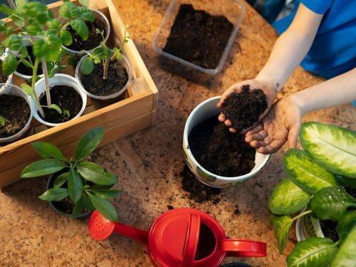 Jak uprawiać własne rośliny: Przewodnik dla początkujących po pielęgnacji roślin‍